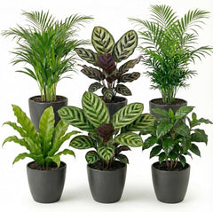 Vdvelde.Com - Luftreinigende Pflanzen Anthrazit 6 - Tierfreundliche Grüne Zimmerpflanzen - Einfacher Und Geringer Lichtbedarf - Ø12 Cm ↥Ca.40 Cm