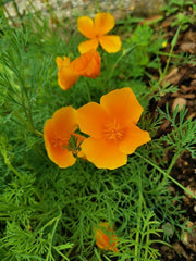 1000 California poppy seeds (Eschscholzia californica), wildflower meadow, bee pasture.
