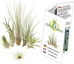 Tillandsien 5Er-Mix Mit EXTRA T. Fuchsii Var Gracilis, Luftreinigende Air Plants, Pflegeleicht, Natürliche Deko, Gärtnereizucht