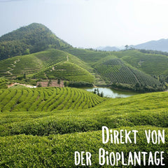 KLUIZ Gyokuro Tokiwa organic - Prima recoltă culeasă manual - Ceai verde japonez I 100 grame I Ceai verde organic