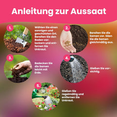Semințe de flori LERAVA (12 soiuri) - plante perene, rezistente la iarnă - semințe pentru grădină și balcon - germinare rapidă pentru semănat ușor - amestec de flori care necesită întreținere redusă pentru înflorire continuă