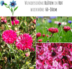 Kornblumen Samen (Centaurea Cyanus) - Wunderschön Leuchtende Blumen Mit Langer BlĂŒtezeit FĂŒr Eine Bunte Blumenwiese (Rot, 1000 Korn, 80 Cm)