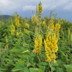 Crotalaria Cunninghamii, Kräutergarten Geschenk Crotalaria Pallida, Hochbeet Sträucher Winterhart Kräutersamen Heilkräuter Bio Schnellwachsende 50Samen