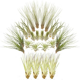 Tillandsien 24Er-Mix, Tillandsia, Bromeliengewächs
