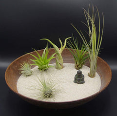 Tillandsien 5Er-Mix 1 EXTRA Tillandsie, BromeliengewÀchs