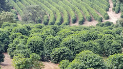 CAFES GUILIS DESDE 1928 AMANTES DEL CAFÉ Boabe de cafea Arabica Black Blend 1kg Cafea Naty Shop