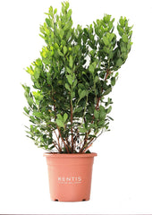 KENTIS - Strawberries (Arbutus unedo) – Hardy plants for the garden – Evergreen, true plant – Height 80-100 cm, pot Ø 24 cm
