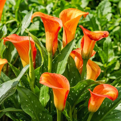 Calla Bulbs Hardy Perennial - Zantedeschia Orange Passion (Orange) - 5 Large Flower Bulbs - Real Holland Plants - For Garden & Pots (Not Seeds, Not Artificial)