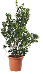KENTIS - Strawberries (Arbutus unedo) – Hardy plants for the garden – Evergreen, true plant – Height 80-100 cm, pot Ø 24 cm