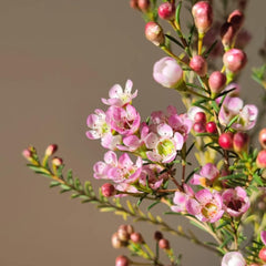 Chamelaucium Uncinatum - Balkonpflanzen Frühlingsblumen Hecken Sträucher Winterhart Blühend Gartendeko Für Draußen Luftreinigende Zimmerpflanzen Bonsaibaum Kletterpflanzen Herbst Deko 10Samen