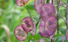 25 Seeds for Papes - Ancient Garden Flowering Plant - Reproducible Seeds for Farmers, Semi-Wild