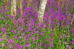 25 Seeds for Papes - Ancient Garden Flowering Plant - Reproducible Seeds for Farmers, Semi-Wild