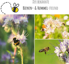 Phacelia Samen Bienenfreund (Phacelia Tanacetifolia) Als Ideale Beimischung FĂŒr Eine Bunte Bienenweide - Der Liebling FĂŒr Bienen & Schmetterlinge