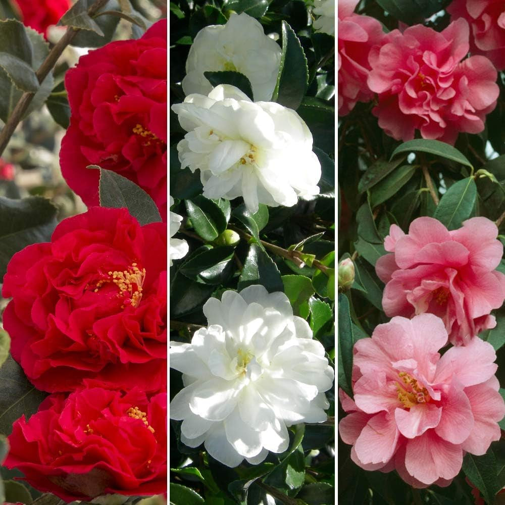 Set of 3 Camellia Gardeners Dream (Red, White & Pink) - Hardy Evergreen Flowering Shrubs - Hardy Garden Plants - Hardy Balcony Plants - Hardy Pot Plants