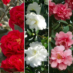 Set of 3 Camellia Gardeners Dream (Red, White & Pink) - Hardy Evergreen Flowering Shrubs - Hardy Garden Plants - Hardy Balcony Plants - Hardy Pot Plants