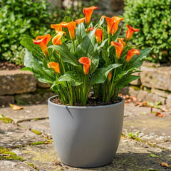 Calla Bulbs Hardy Perennial - Zantedeschia Orange Passion (Orange) - 5 Large Flower Bulbs - Real Holland Plants - For Garden & Pots (Not Seeds, Not Artificial)