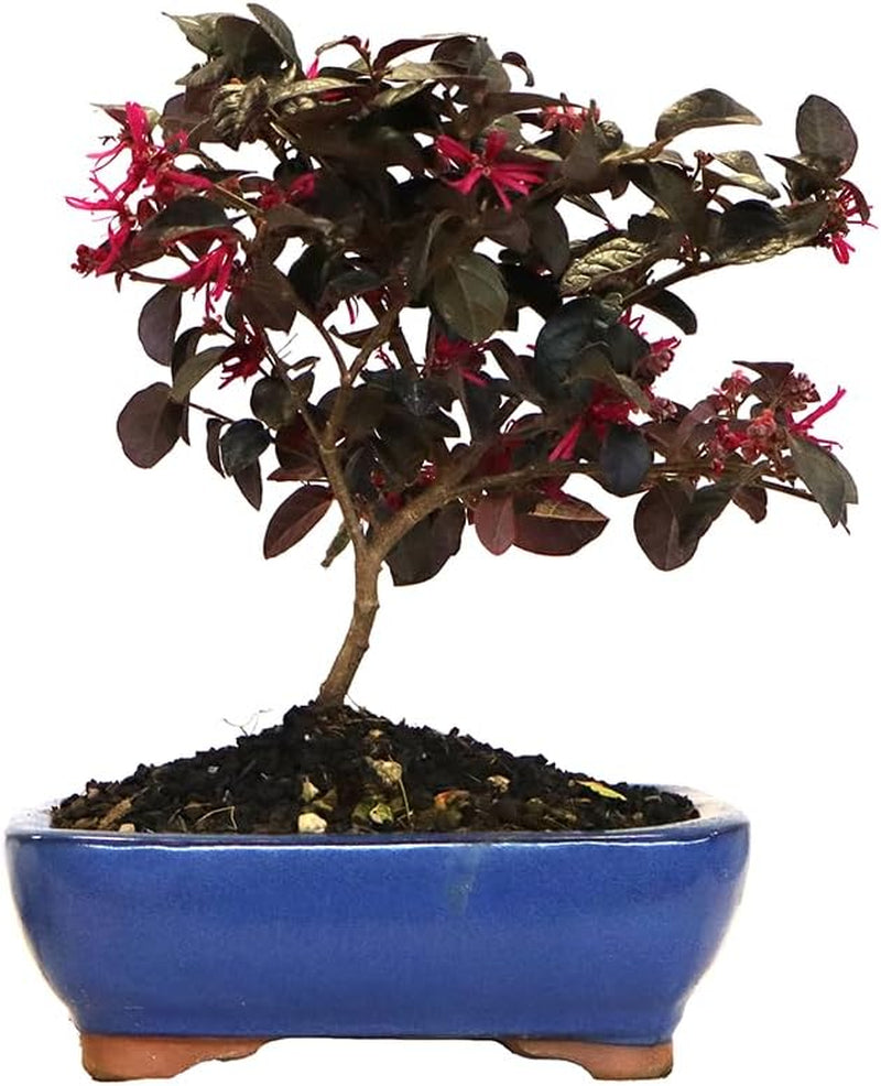 KENTIS - Bonsai Loropetalum - Echter Dekorativer Outdoor-Bonsai - Echte Pflanzen FĂŒr Die Balkonterrasse - H 35-40 Cm Topf Ă 21 Cm