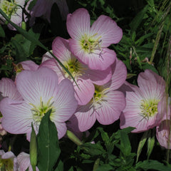 Rosa Nachtkerze (Oenothera Speciosa) Ca. 300 Samen Der MehrjÀhrigen Staude Steingartenpflanze PrÀriepflanze Blume Bienenweide