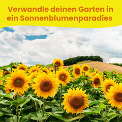 LERAVA® Sonnenblumen Samen Set (4 Sorts) - Riesige gelbe & rote Sonnenblume - Zwerg und Sungold Teddy - Premium Sonnenblumensamen für Garten und Balkon - Blumensamen Geschenk für Hobbygärtner