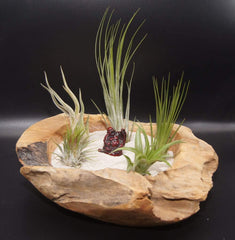 Tillandsien 5Er-Mix 1 EXTRA Tillandsie, BromeliengewÀchs