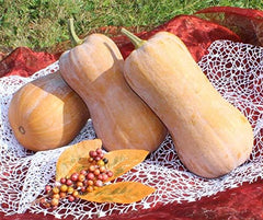 Tosca F1 KĂŒrbissamen Von Bobby-Seeds, Portion