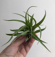 3 Quallen Mit Sputnik-Seeigel Und Verschiedenen Luftpflanzen.