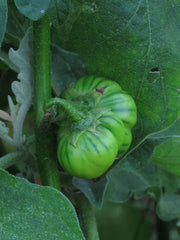 Ăthiopische Eierfrucht (Solanum Aethiopicum) 20 Samen Afrikanische Sorte