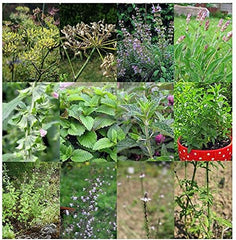Magic Garden Seeds - Selbstgemachter KrĂ€utertee - Samen Geschenk Set Mit 6 Wohltuenden KrĂ€utersorten - Anzuchtset Mit Pfefferminze, Zitronenmelisse, Salbei, Bergminze, Eisenkraut Und GewĂŒrzfenchel