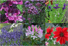 Our Favorite Plants: Perennials and Summer Flowers for Flower Lovers (Organic) - Seed Gift Set with 6 lovely varieties for a wild floral explosion - makes you happy!