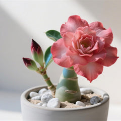 Winterhart pflanzen, Gift, Mysteriöse magische Glühbirne, Lebende Pflanzen, Mehrjährige Blumenzwiebel ist winterhart, Blumenzwiebel Mix-2Wüstenrose knollen-C