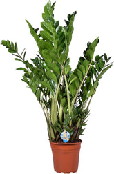 Zamioculcas Zamiifolia Zanzibar 90 Cm - Glücksfeder Zimmerpflanze, Pflegeleicht, Luftreinigend, Ideale Dekoration Für Ihr Zuhause