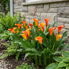 Calla Bulbs Hardy Perennial - Zantedeschia Orange Passion (Orange) - 5 Large Flower Bulbs - Real Holland Plants - For Garden & Pots (Not Seeds, Not Artificial)