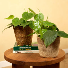 Bloomique - Philodendron Scandens - Hängepflanze - Auch Als Kletterpflanze Geeignet - Zimmerpflanzen - Luftreinigend - Pflegeleicht - 15-20 Cm Hoch - Topf 12 Cm