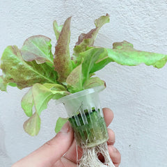 Hydroponic Grow Kit PVC Hydroponic Grow System 2 Layers 72 Holes Hydroponic System Grow Kit Soilless Plant Growing Systems Soilless Hydroponic Grow System In Water