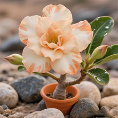 Lebende Pflanzen,Winterhart pflanzen, Mehrjährige Blumenzwiebel ist winterhart, Mysteriöse magische Glühbirne, Blumenzwiebel Mix,3 years-1 Wüstenrose knollen -I