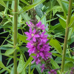 Magic Garden Seeds - Blut-Weiderich Saatgut - Lythrum Salicaria - Ca. 2000 Samen | MehrjĂ€hrige Wildstaude FĂŒr Feuchtgebiete & TeichrĂ€nder | Insektenfreundliche Uferpflanze | Winterhart