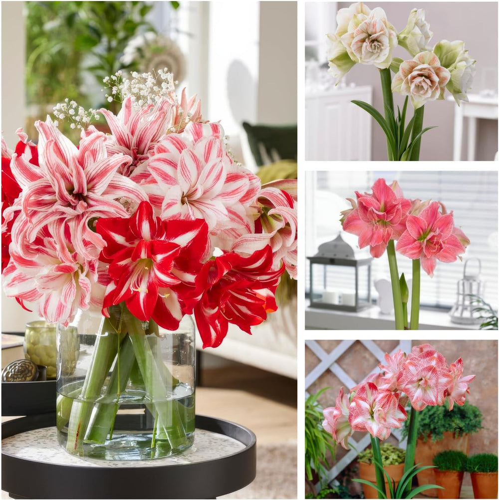Amaryllis Bulbs, Double Collection (3 Large 26/30 Bulbs), Hardy Hippeastrum Bulbs, Perfect for Indoors and Pots, Exclusive Plants from the Netherlands (Seedless, Wax Free)
