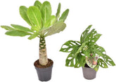 Brighamia Insignis & Monstera Monkey Leaf Set – Exotische Zimmerpflanzen Für Ihr Zuhause, Pflegeleicht, Luftreinigend, Tropisches Flair Bis 40 Cm