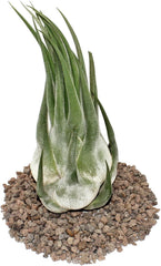 Exotenherz - Tillandsia Seleriana - Lose Pflanze - Extra-Groß