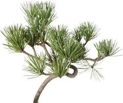 KENTIS - Kiefernbonsai - Pinus Parviflora Pentaphylla - Echter Dekorativer Freilandbonsai - Echte Pflanzen - H 35-45 Cm Topf Ă 17 Cm