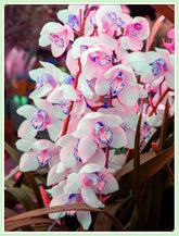 Flower Bulb Mix, Mystery Magic Bulb, Hardy Planting, Winter Hardy Perennial Flower Bulb, Hardy Bulbs - 3 Orchid Bulbs