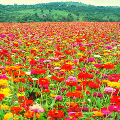 Zinnia seed mix (Zinnia) - Colorful summer flowers for the garden bed, balcony, terrace and as cut flowers in vases