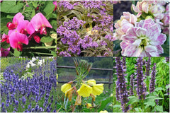Fragrant plants - gift set with seeds and 6 plants with beautifully fragrant flowers