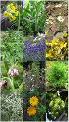 Magic Garden Seeds - Klostergarten-KrĂ€uter Samen Geschenkset - Samen Geschenk Set Mit 11 Heil- Und KĂŒchenkrĂ€utern - Ringelblume, Hopfen, Johanniskraut, Lavendel, Kamille, Baldrian Uvm
