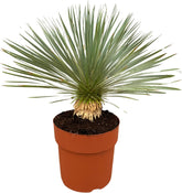 Trendyplants - Yucca Rostrata Am Stamm - Winterhart - Gartenpflanze - Höhe 60-80 Cm - Topfgröße Ø30Cm