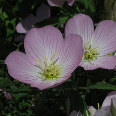 Rosa Nachtkerze (Oenothera Speciosa) Ca. 300 Samen Der MehrjÀhrigen Staude Steingartenpflanze PrÀriepflanze Blume Bienenweide