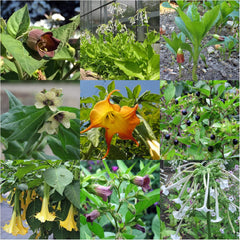 Legendary Horsetail Plants - Seed Set with 5 Magical Plants