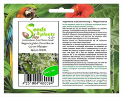Stk - 10X Begonia Glabra Ziersträucher Garten Pflanzen - Samen ID330 -
