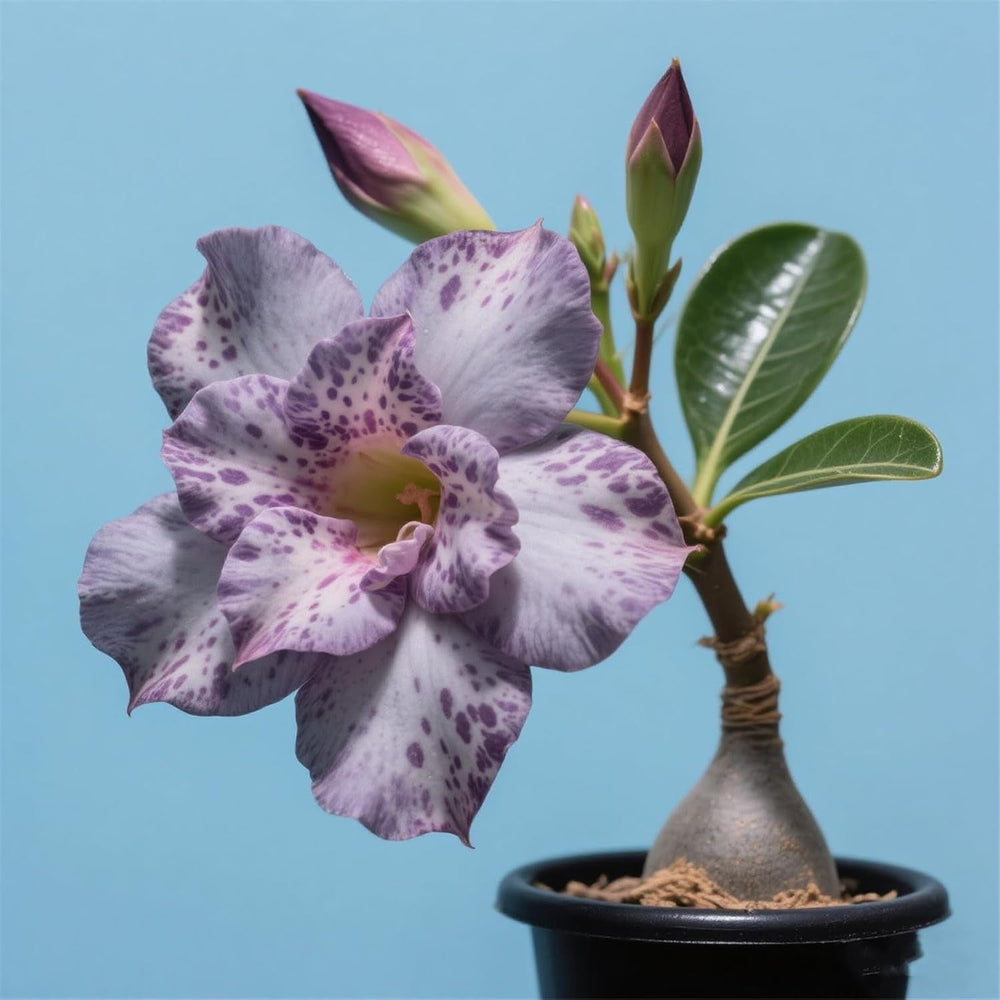 Winterhart pflanzen, Lebende Pflanzen,Mehrjährige Blumenzwiebel ist winterhart, Mysteriöse magische Glühbirne, Blumenzwiebel Mix,3 years-1 Wüstenrose knollen -G