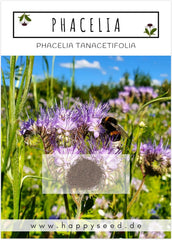 Phacelia Samen Bienenfreund (Phacelia Tanacetifolia) Als Ideale Beimischung FĂŒr Eine Bunte Bienenweide - Der Liebling FĂŒr Bienen & Schmetterlinge